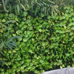 Treillis feuilles de rosier 1 x 2 m JET7GARDEN